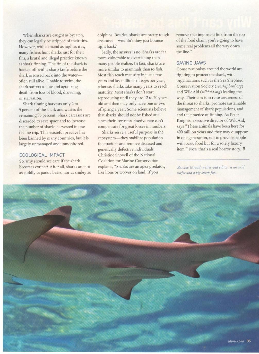 Shark article 4